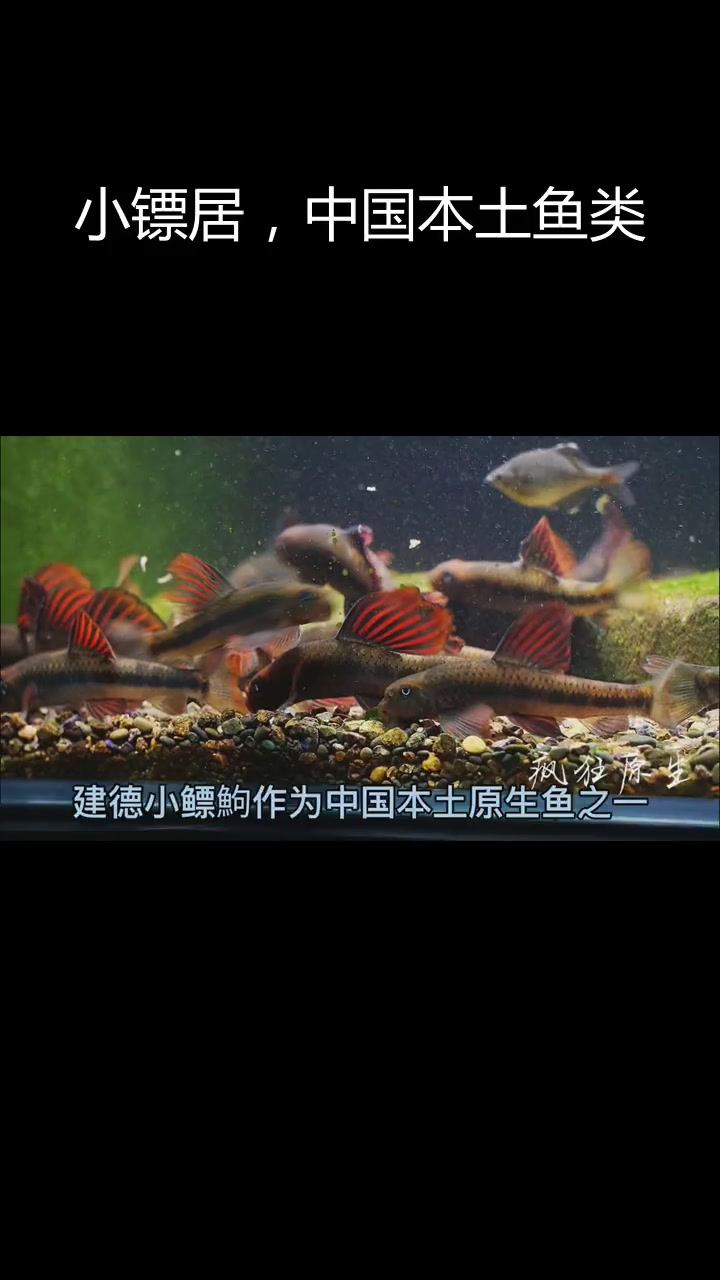 中国原生鱼小镖居:山涧激流中的美丽生物