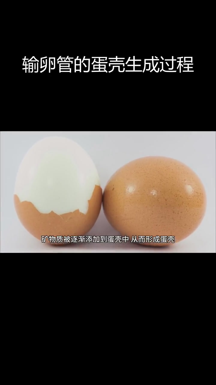 母鸡如何通过输卵管形成蛋壳