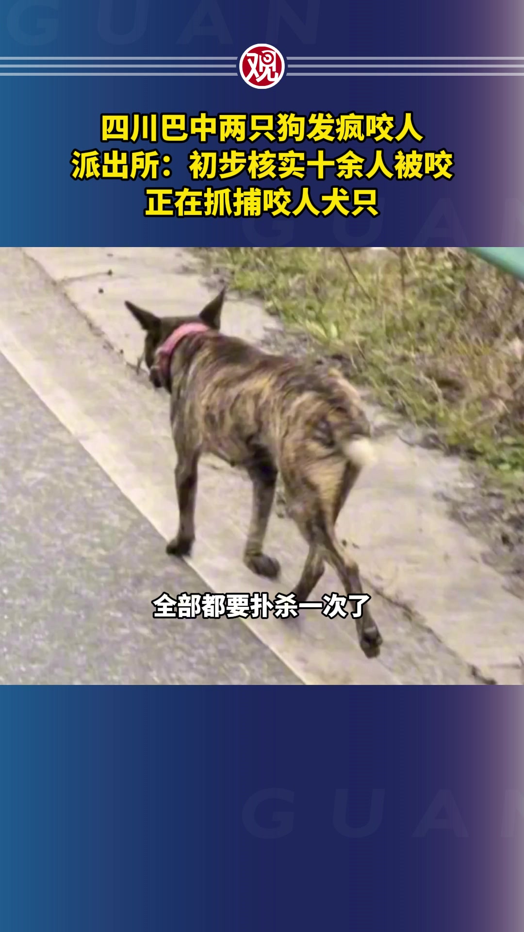 四川巴中两只狗发疯咬人,派出所:初步核实十余人被咬,正在抓捕咬人犬只