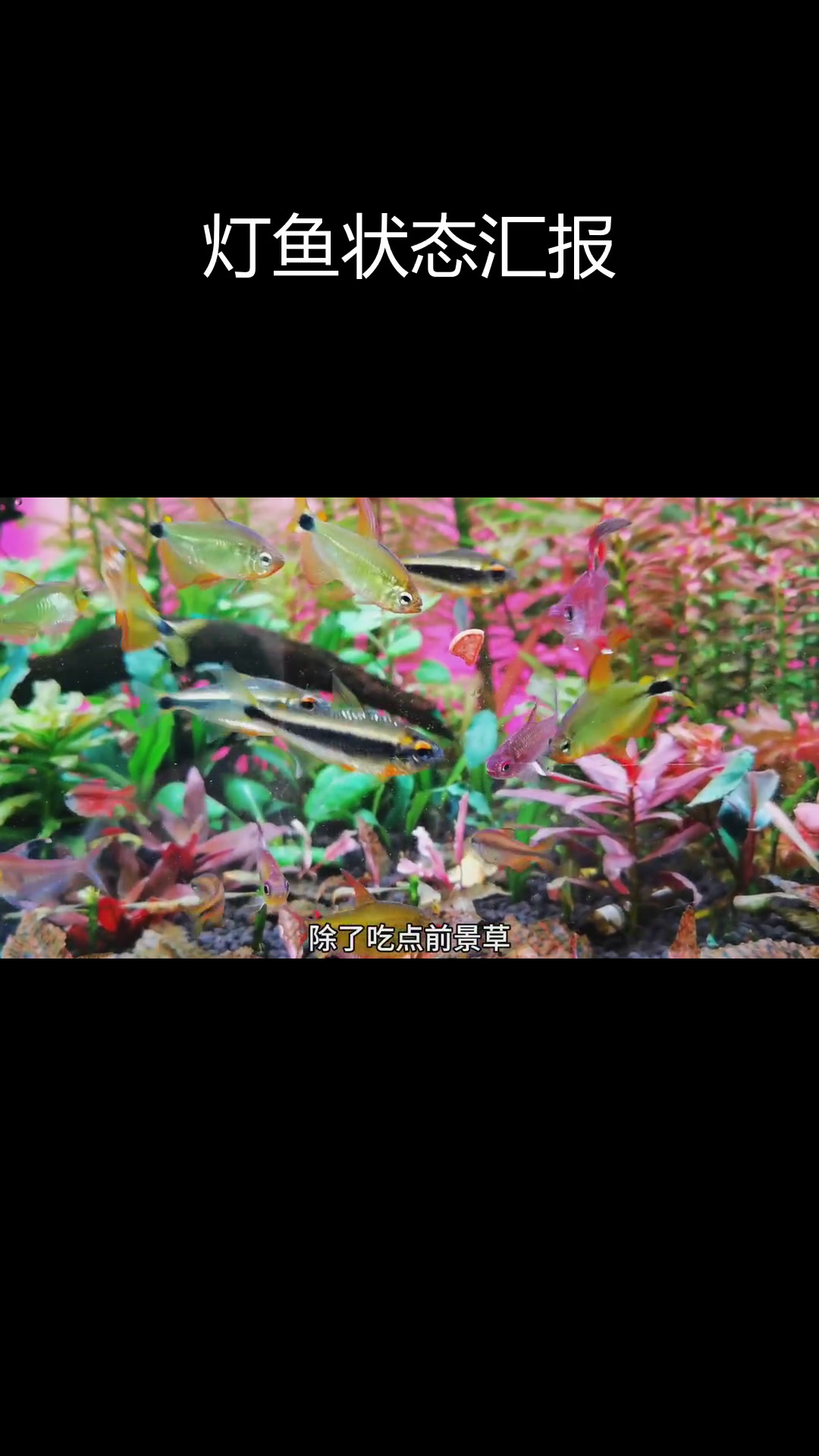 草缸灯鱼现状更新,蝴蝶凯蒂表现良好