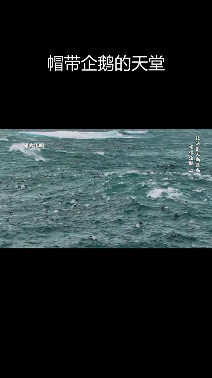 南极帽带企鹅的家园:扎沃多夫斯基岛