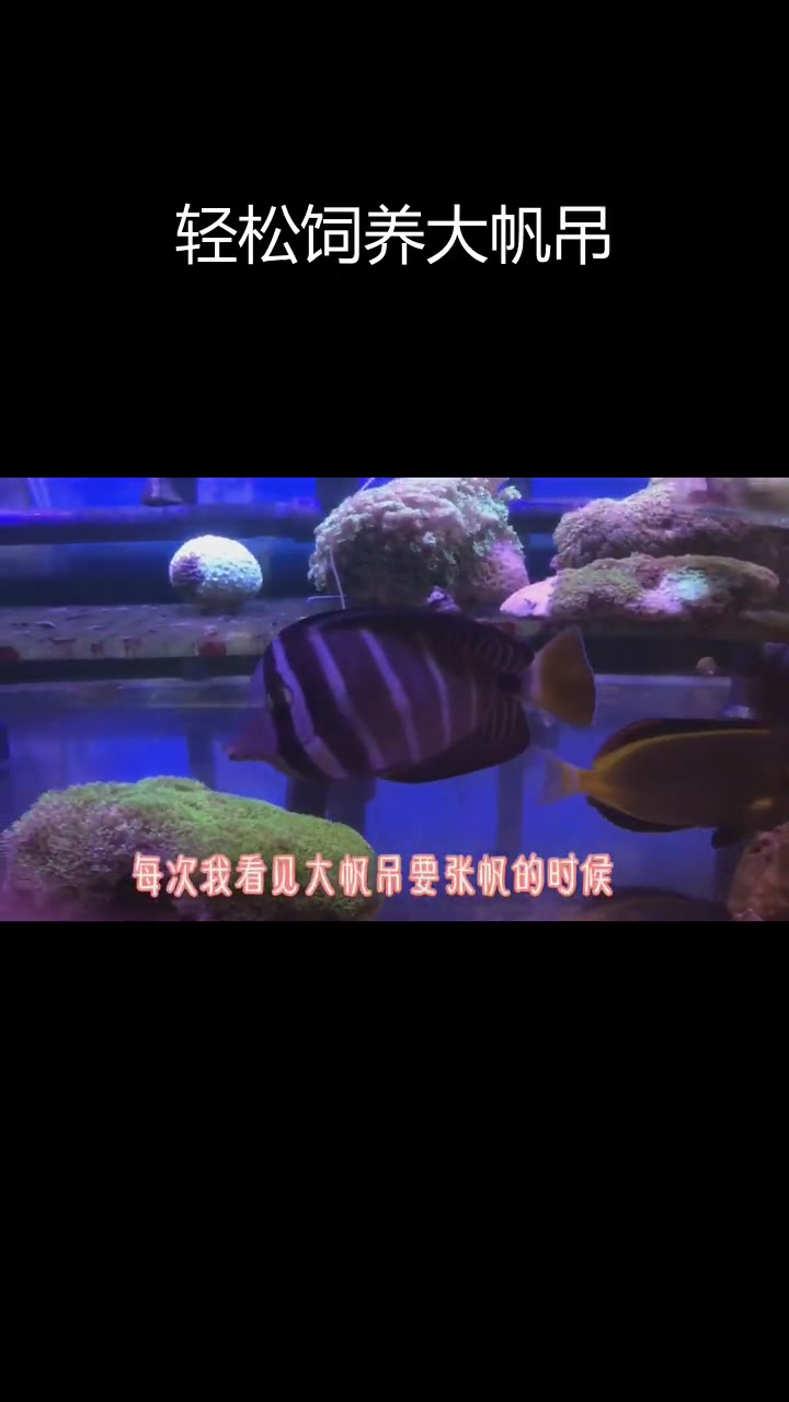 大帆吊:海洋中的温和精灵
