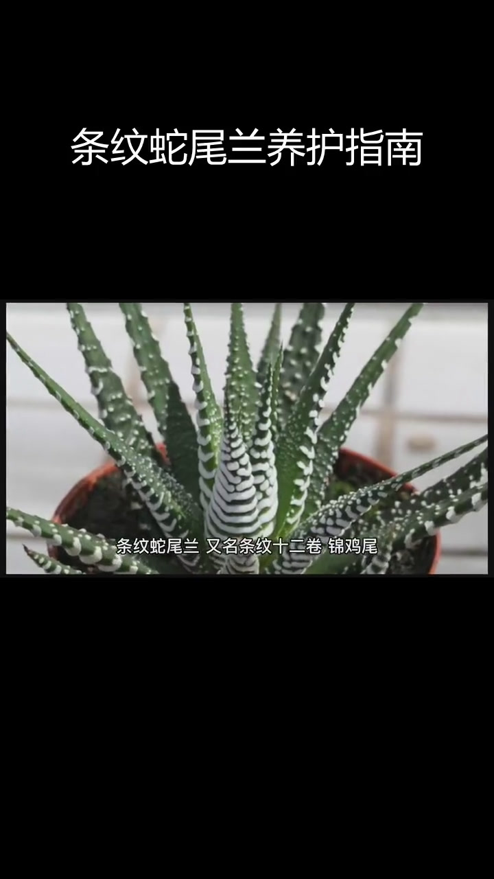 条纹蛇尾兰:热带多肉植物的种植技巧