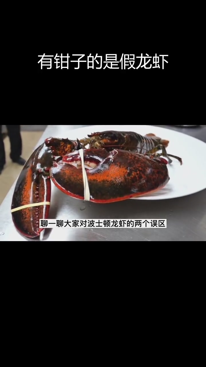 波士顿龙虾与澳洲龙虾的真相,谁才是真正的“大龙虾”?