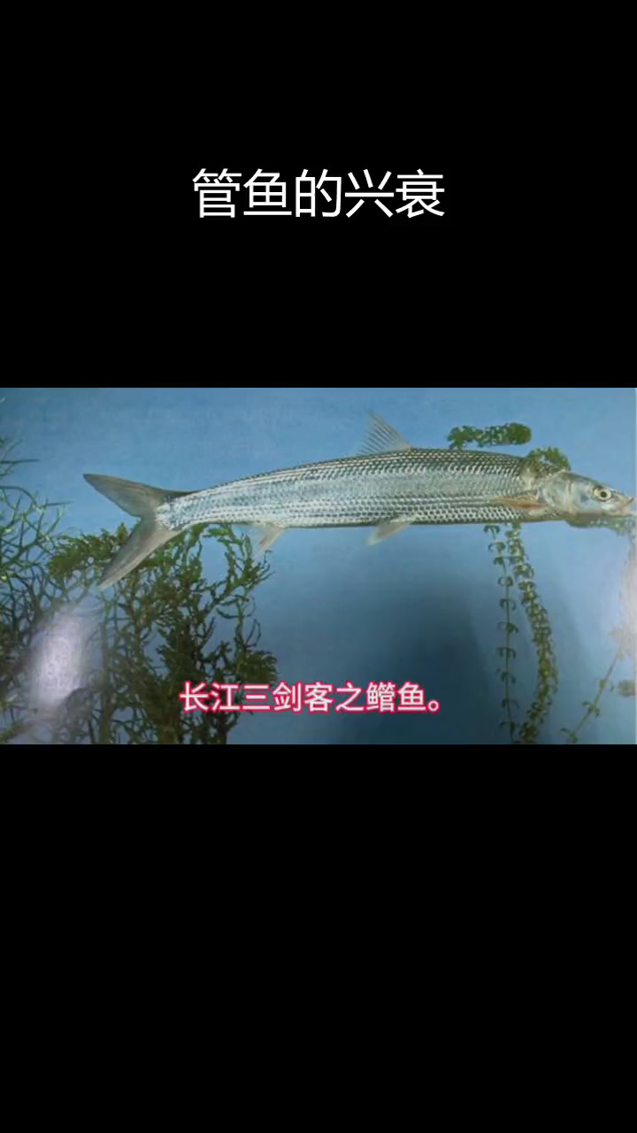 长江管鱼:从常见到稀有的变迁