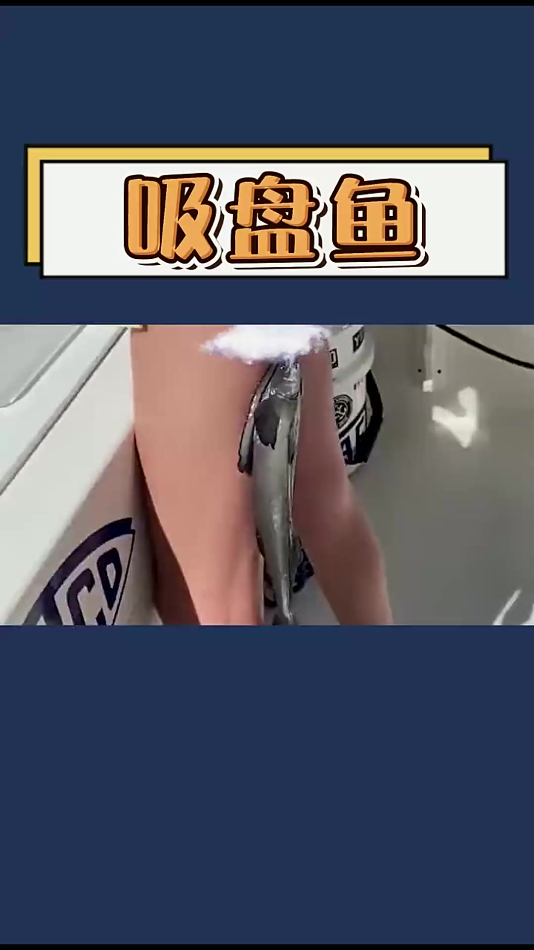 喜欢吸附在鲨鱼身上的,有多会偷懒?