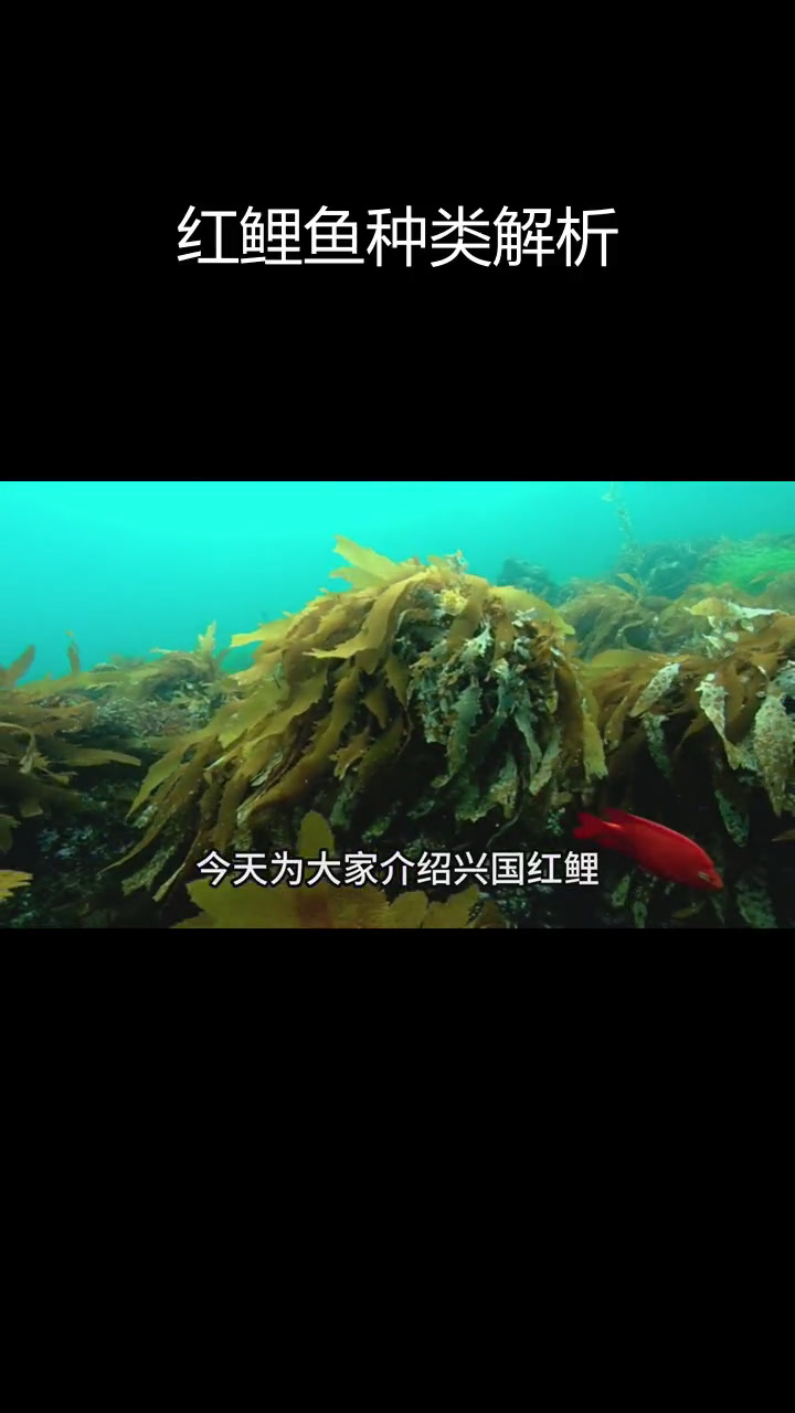 兴国红鲤的品种与杂交
