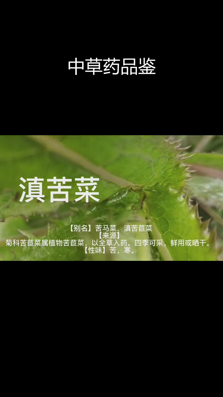 滇苦菜的药用价值与品鉴
