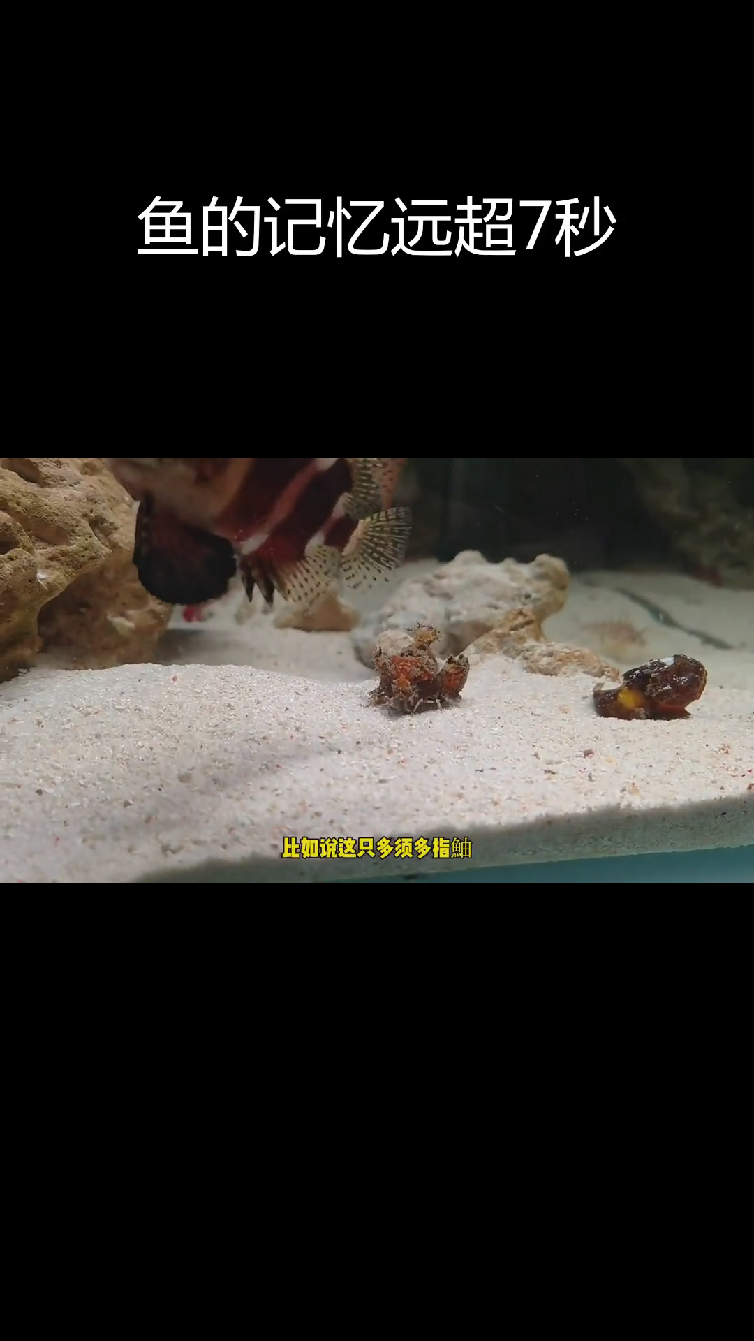 鱼的记忆不止七秒,揭秘水族馆的奇妙现象