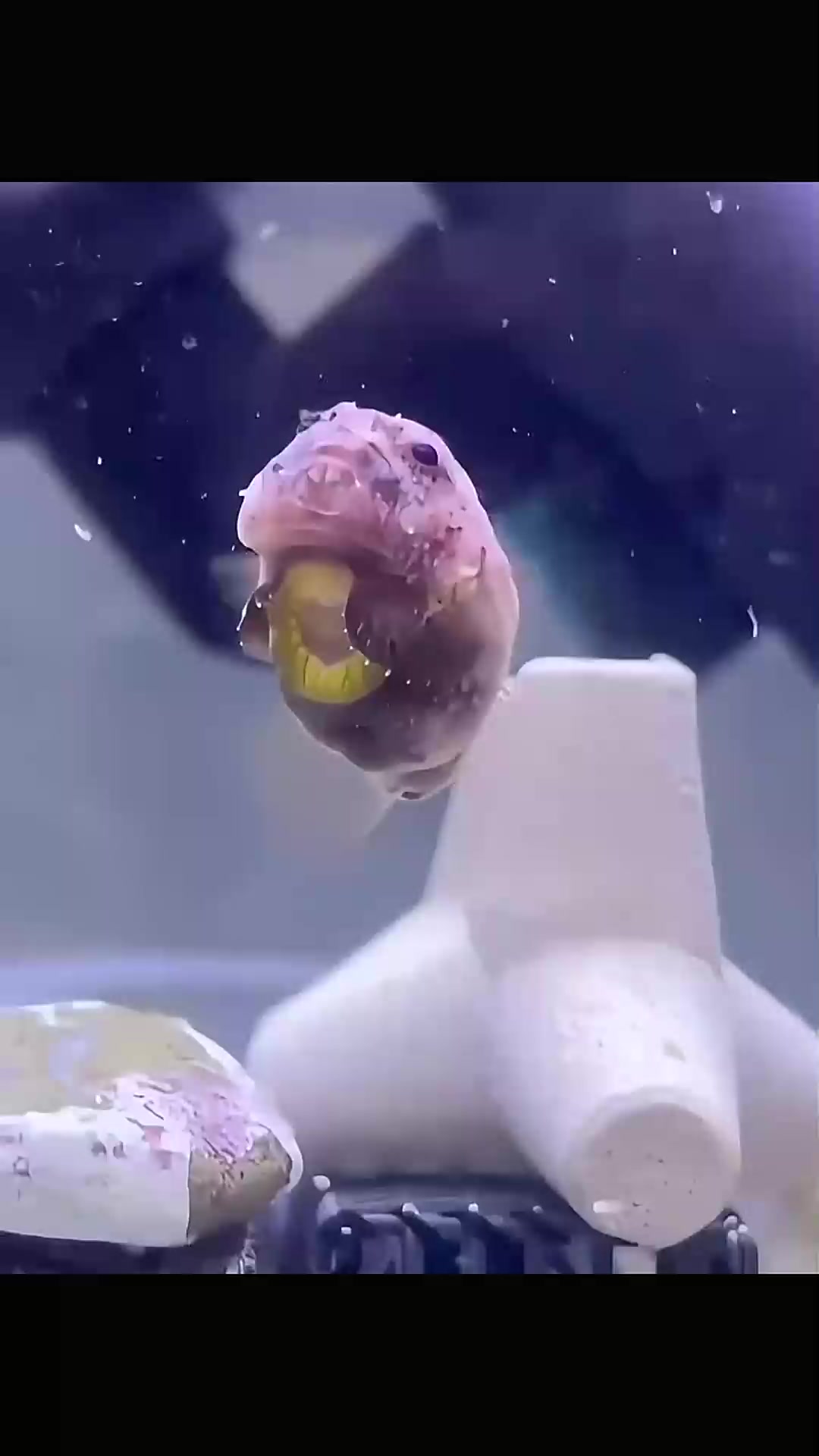 圆得跟汤圆一样的真圆鳍鱼,妥妥波妞本妞!