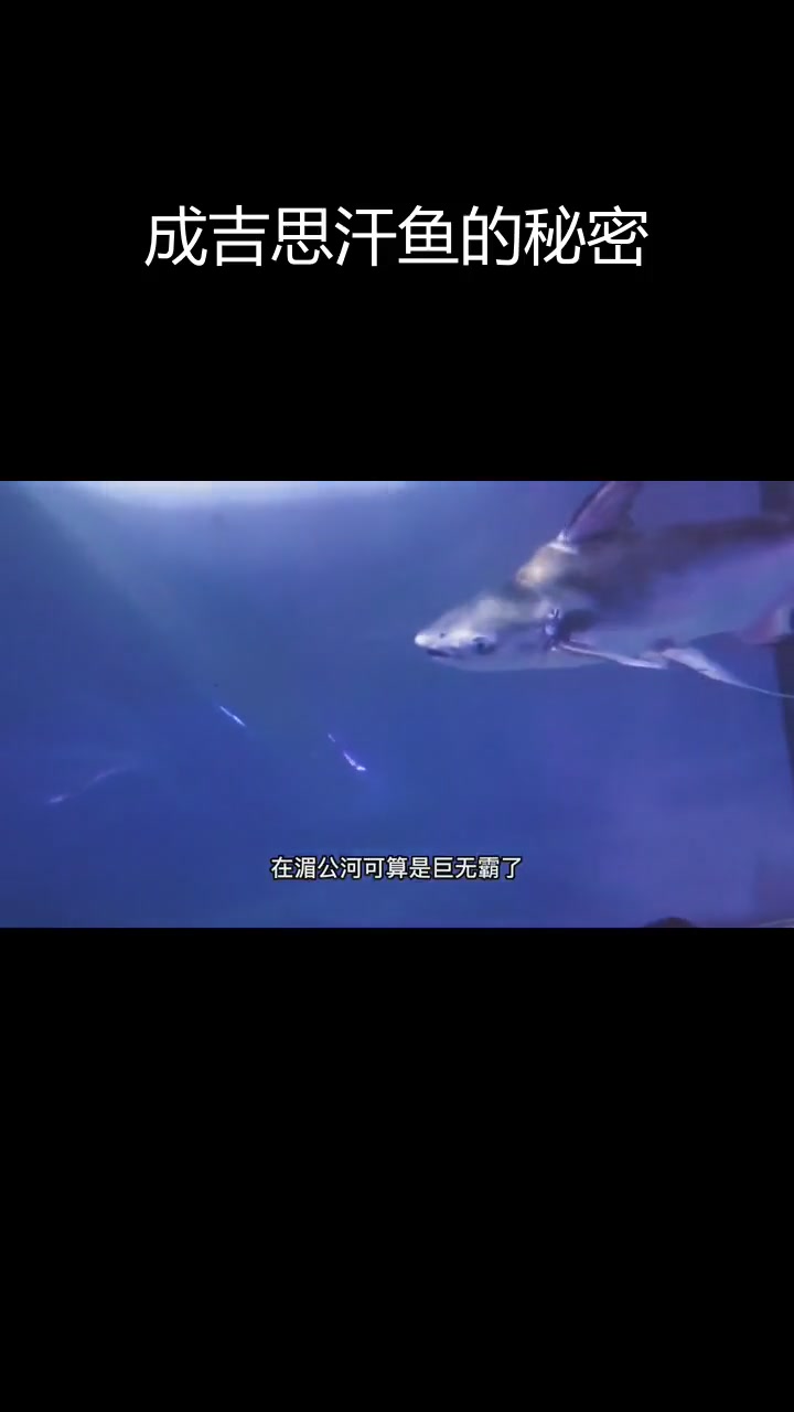 湄公河的霸主:成吉思汗鱼