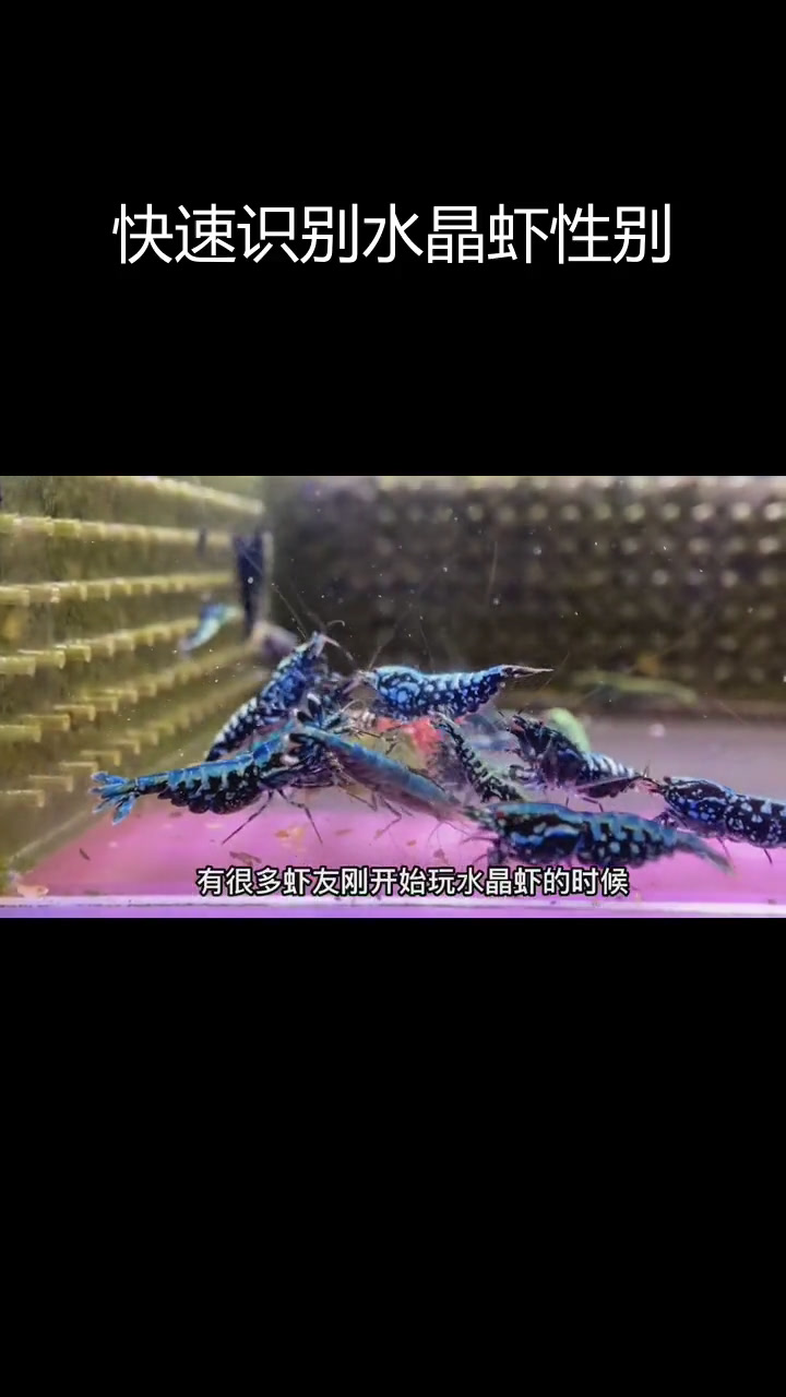 水晶虾公母区分技巧