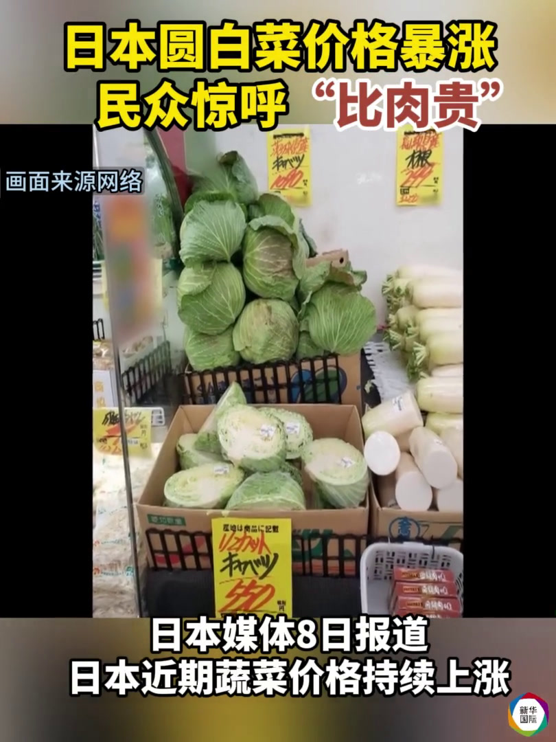 圆白菜涨价成“高级食材” 日本民众惊呼“比肉贵”