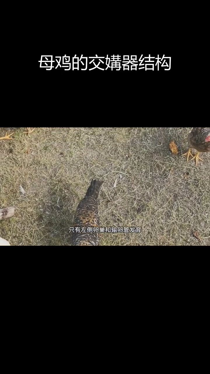 母鸡生殖系统揭秘:如何区分攻击