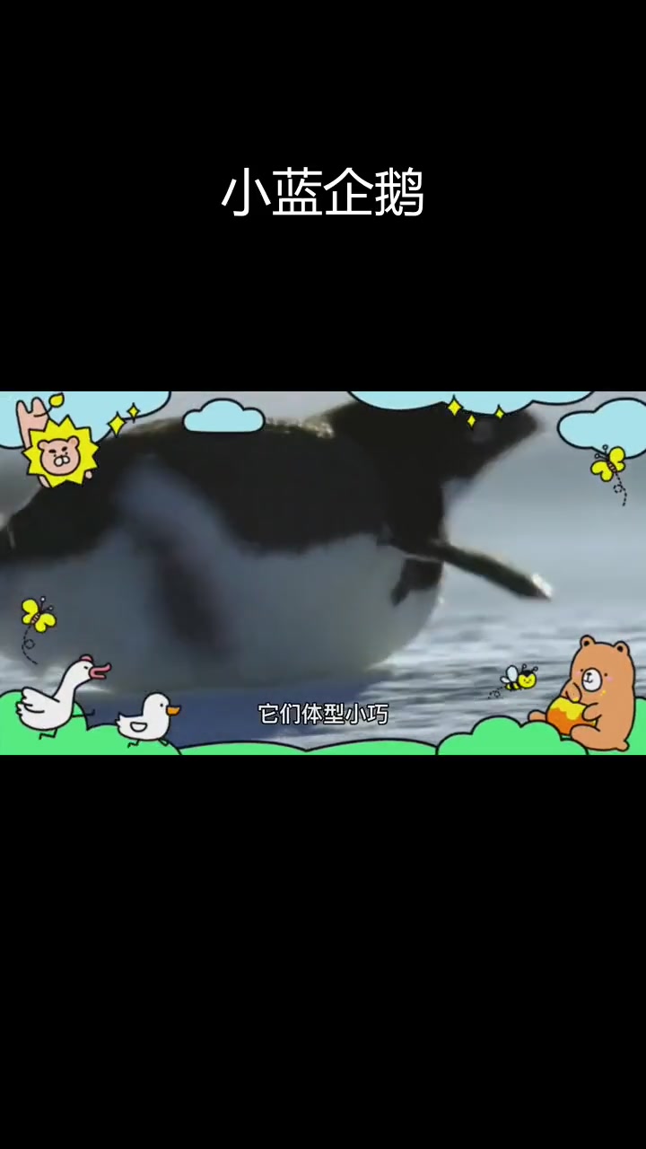 世界上最小的企鹅:蓝企鹅的奇妙世界