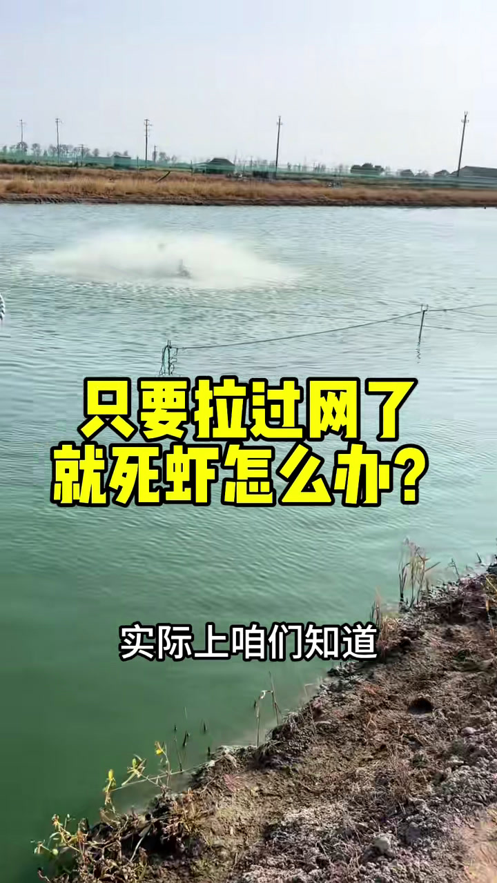 现在陆陆续续开始卖虾了,只要拉过网了就死虾怎么办?