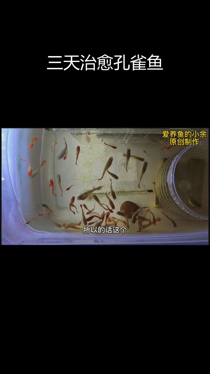 孔雀鱼缩尾治疗三天见效,恢复活泼状态