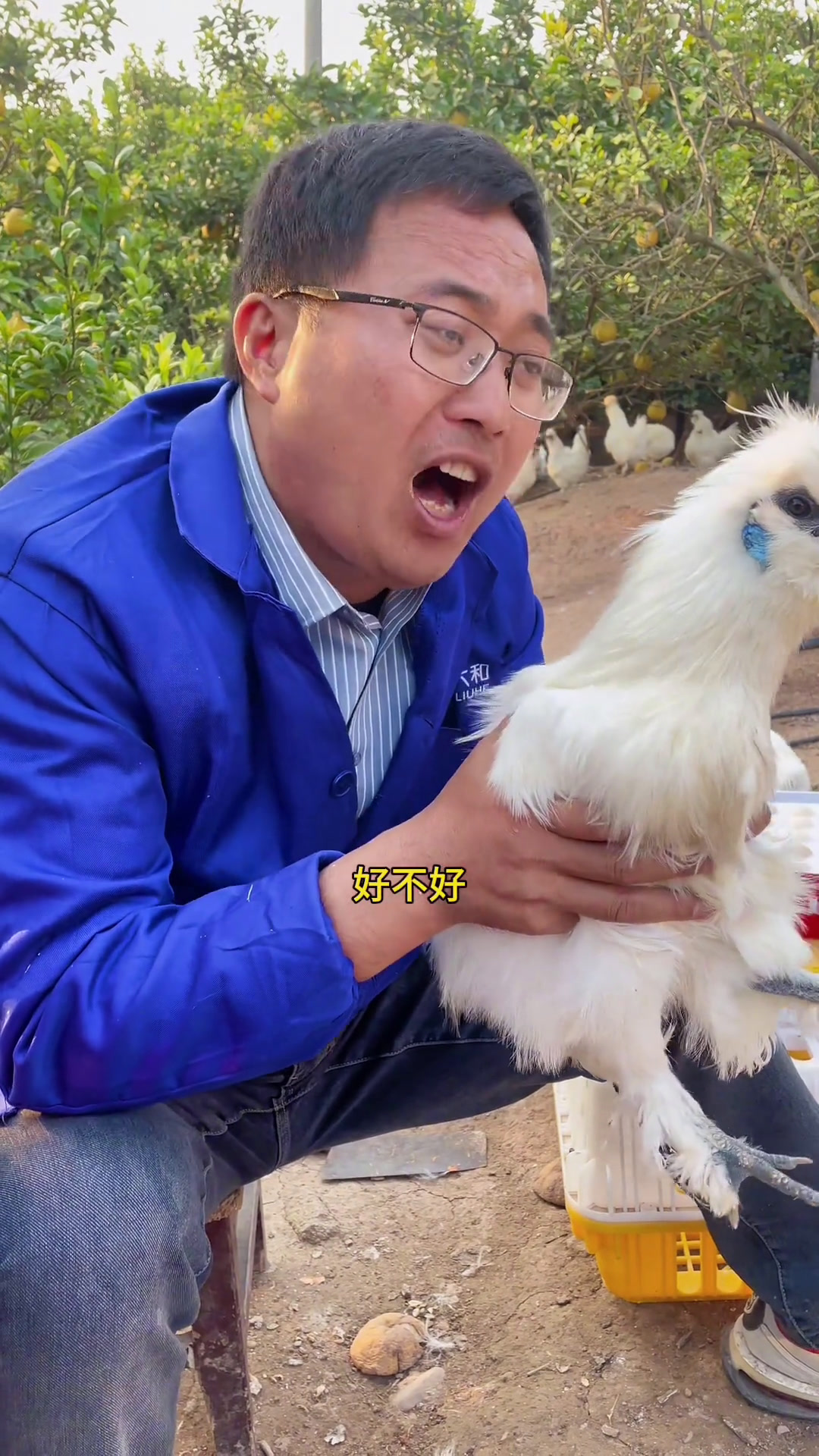 现在江西泰和乌鸡都能寄活的?那是肯定的呀