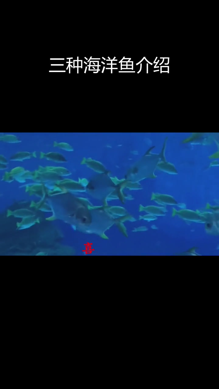 探索海底世界的奇妙鱼类