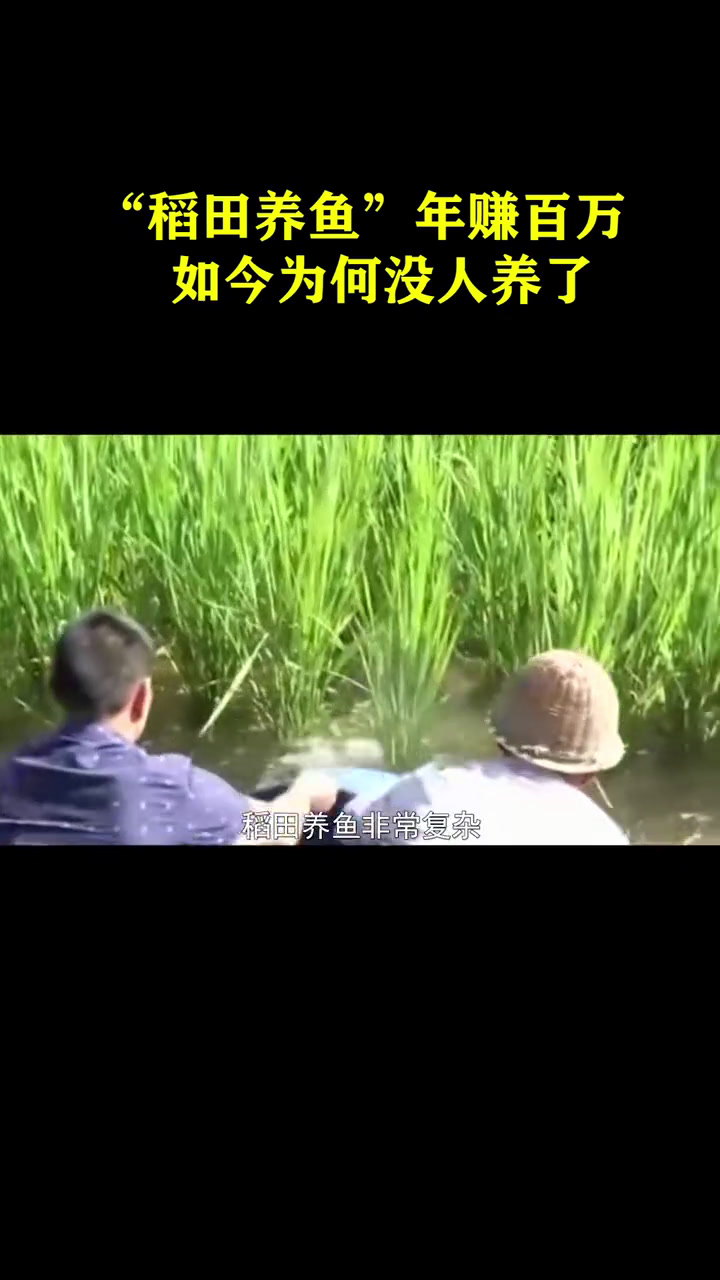 “稻田养鱼”年赚百万,如今为何没人养了,到底靠不靠谱?