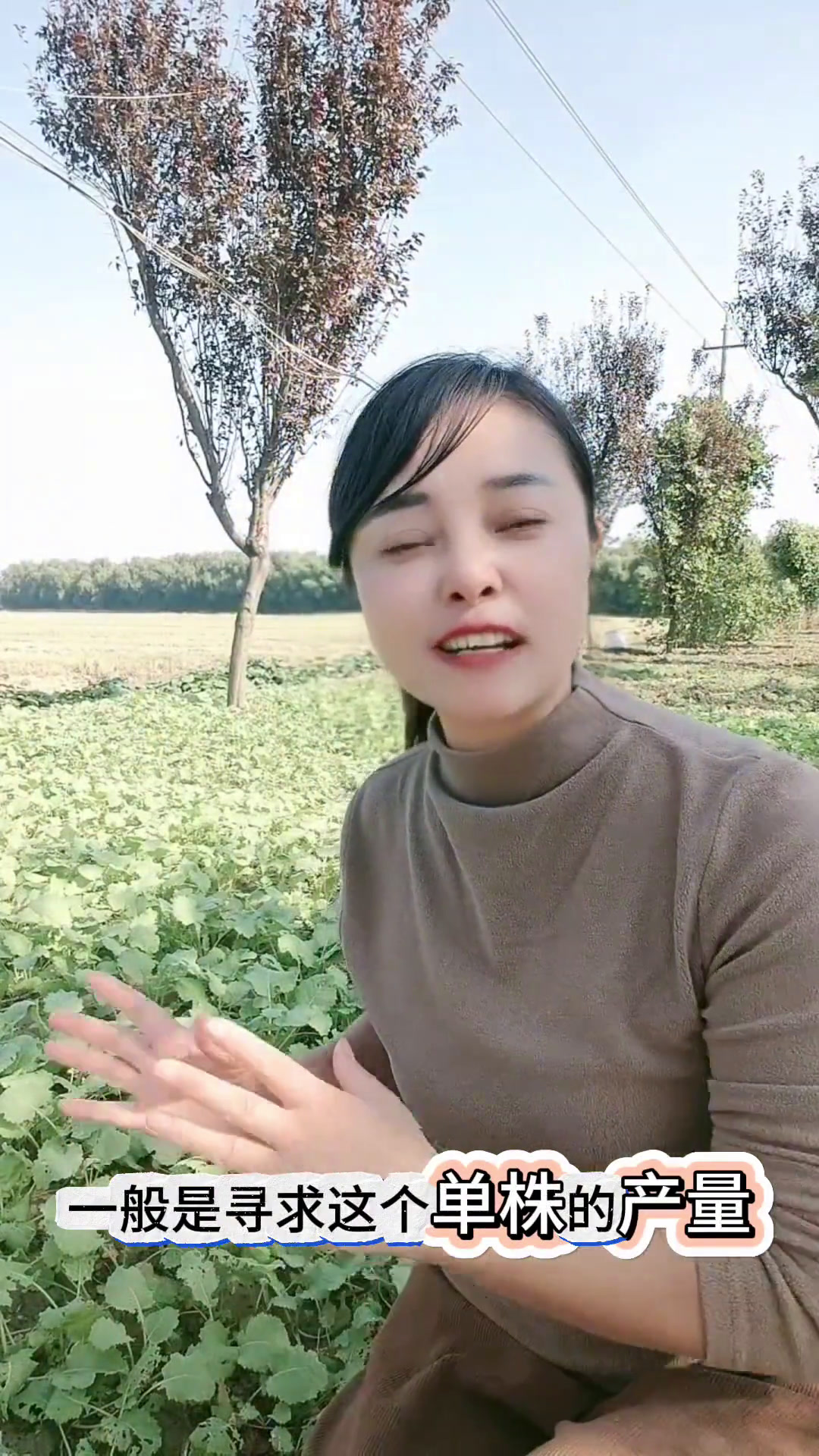 油菜移栽注意事项