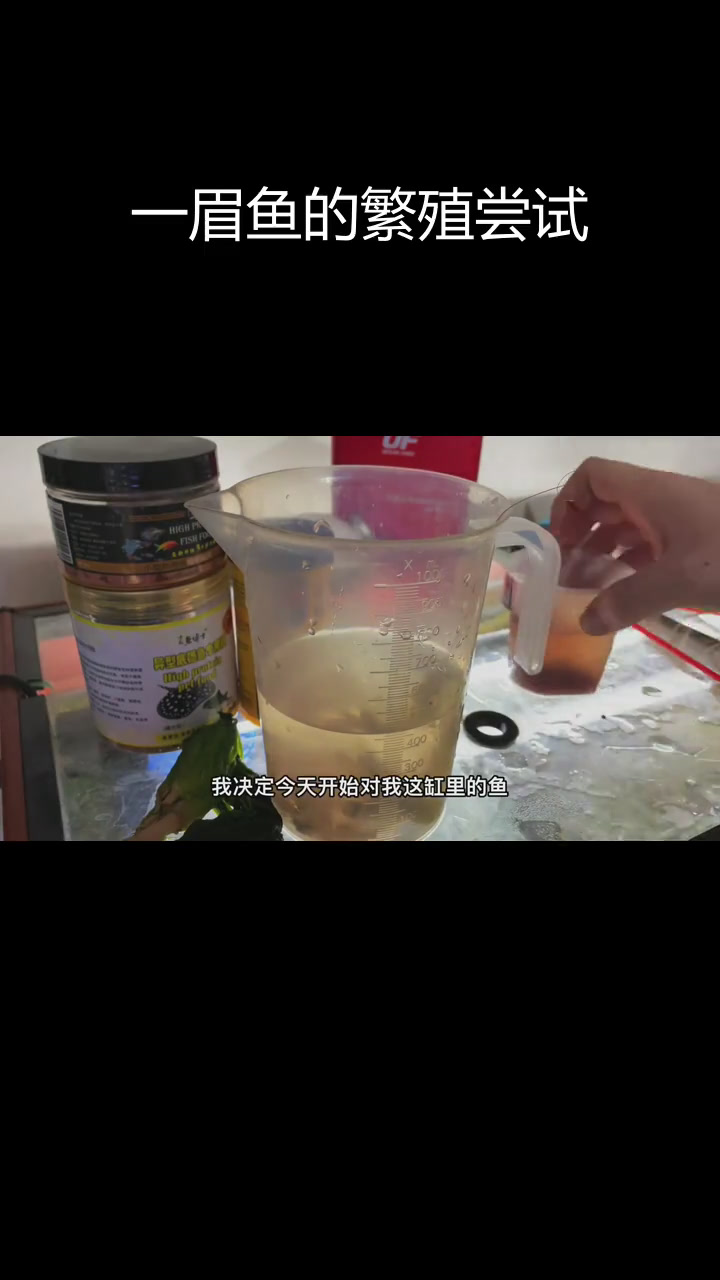 鱼缸里的秘密繁殖计划