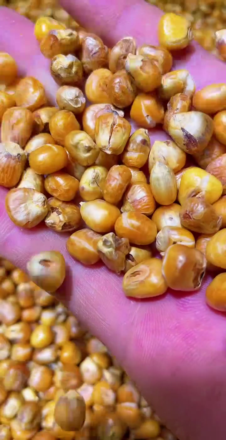 家乡味道 哑巴豆爆米花 糯玉米烀完沙子炒 嘎嘣脆 原味无糖老味道