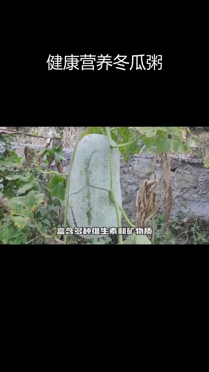 冬瓜瘦肉粥的营养与功效