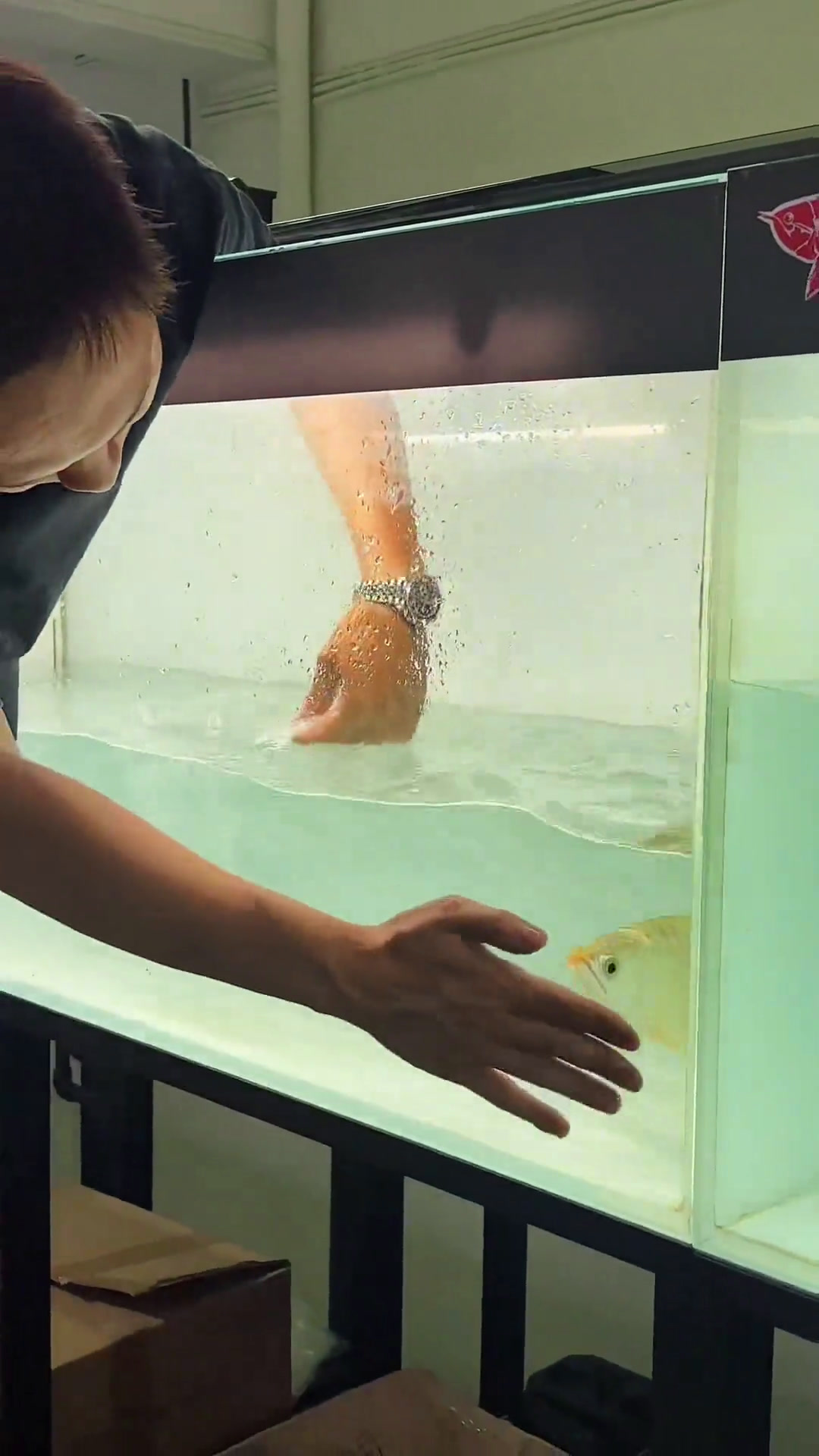 龙鱼真菌性水霉和寄生虫裂头蚴处理方法