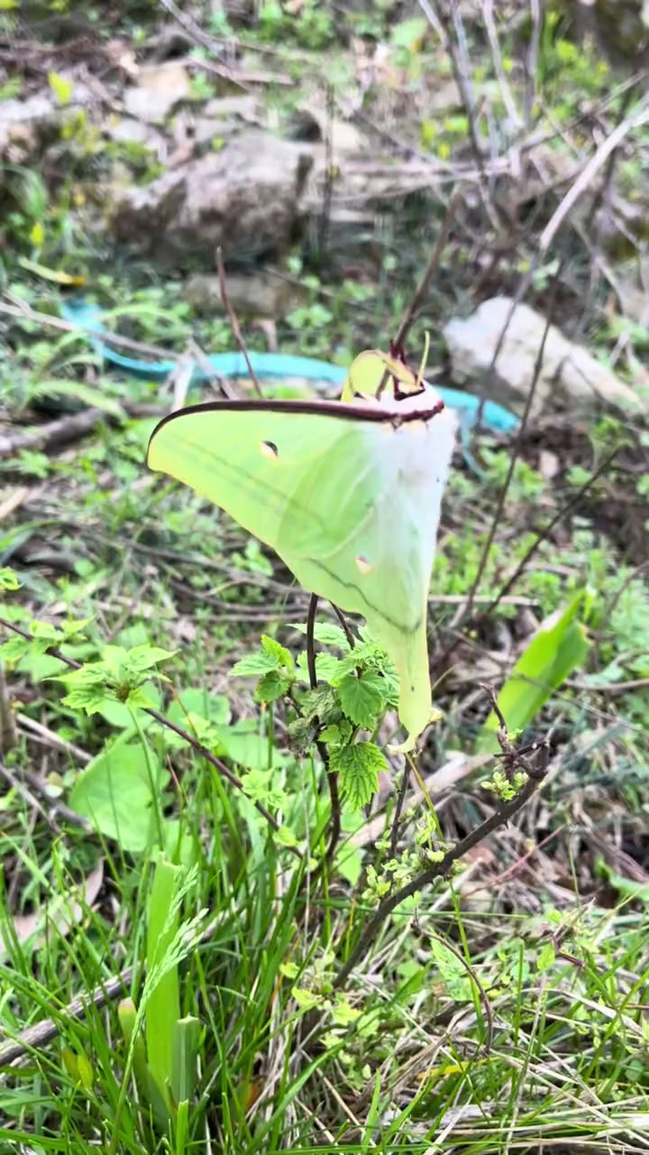 我拍黄精视频,鸡筋参视频,地蚕视频比较牛