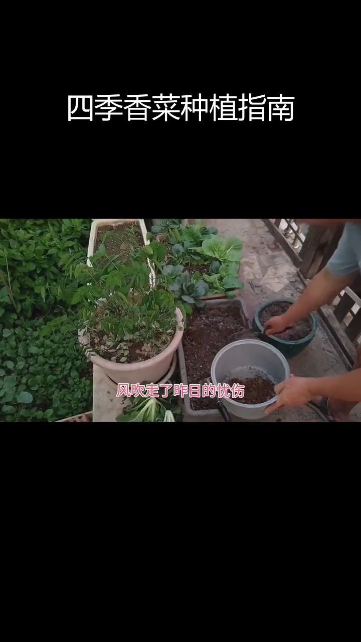 香菜播种全流程:从浸种到发芽