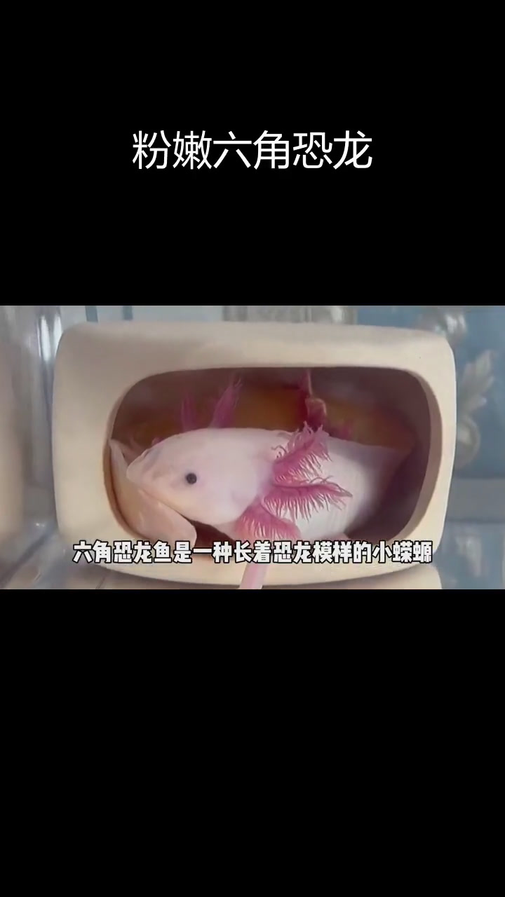 六角恐龙鱼:古怪魅力与多彩体色