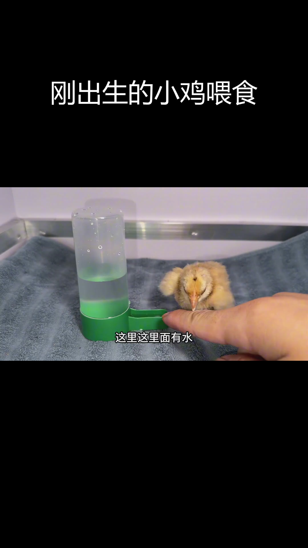 小鸡出壳后首次尝试喝水与进食