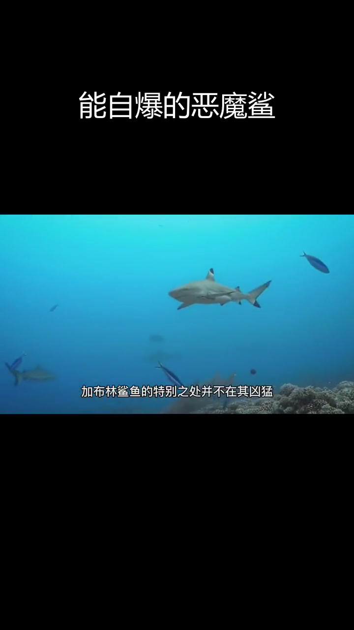 深海魔鬼鲨的自我毁灭