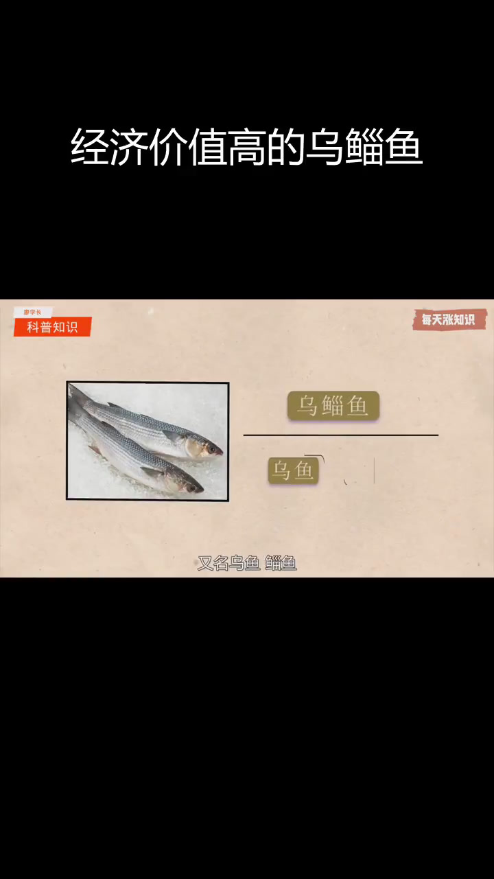 乌鲻鱼:温热带海域的洄游鱼类