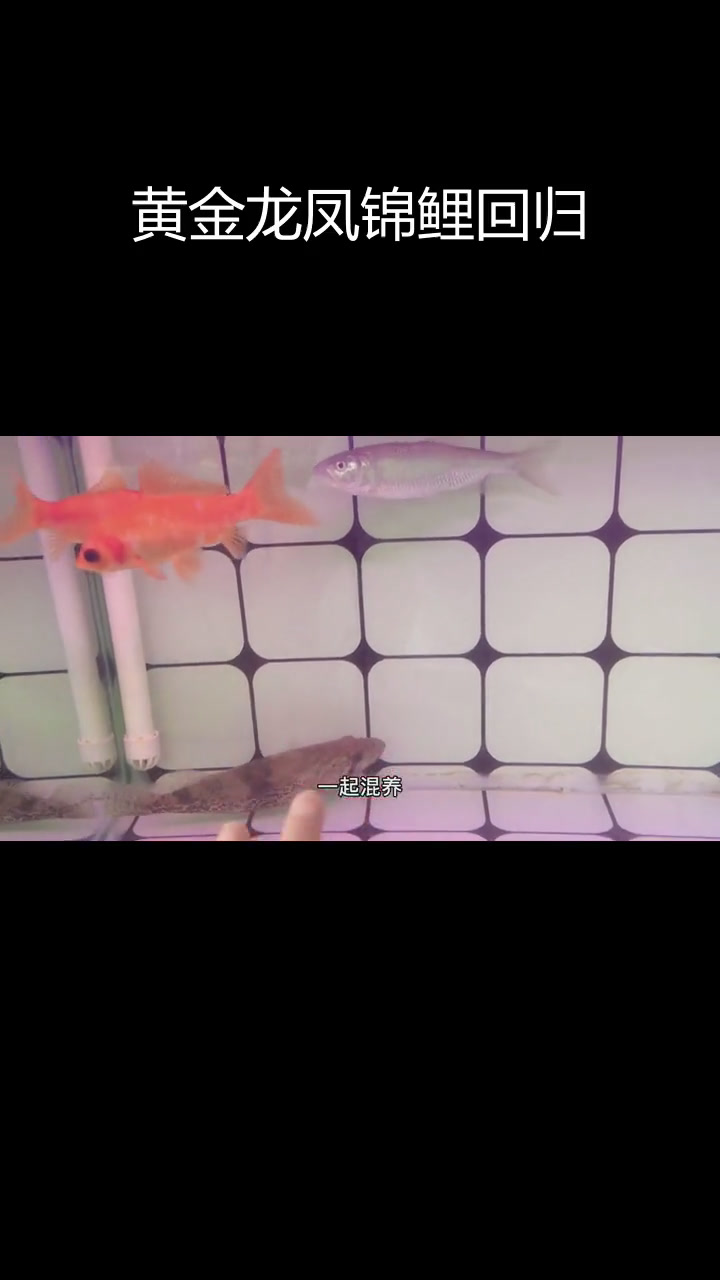 黄金龙凤锦鲤再现,消失已久的神秘鱼类回来了