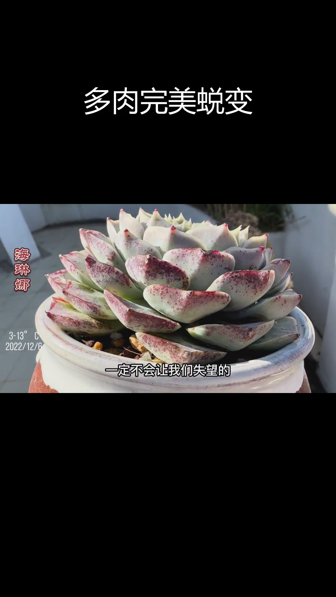 蓝色惊喜多肉逆袭,养护值得等待