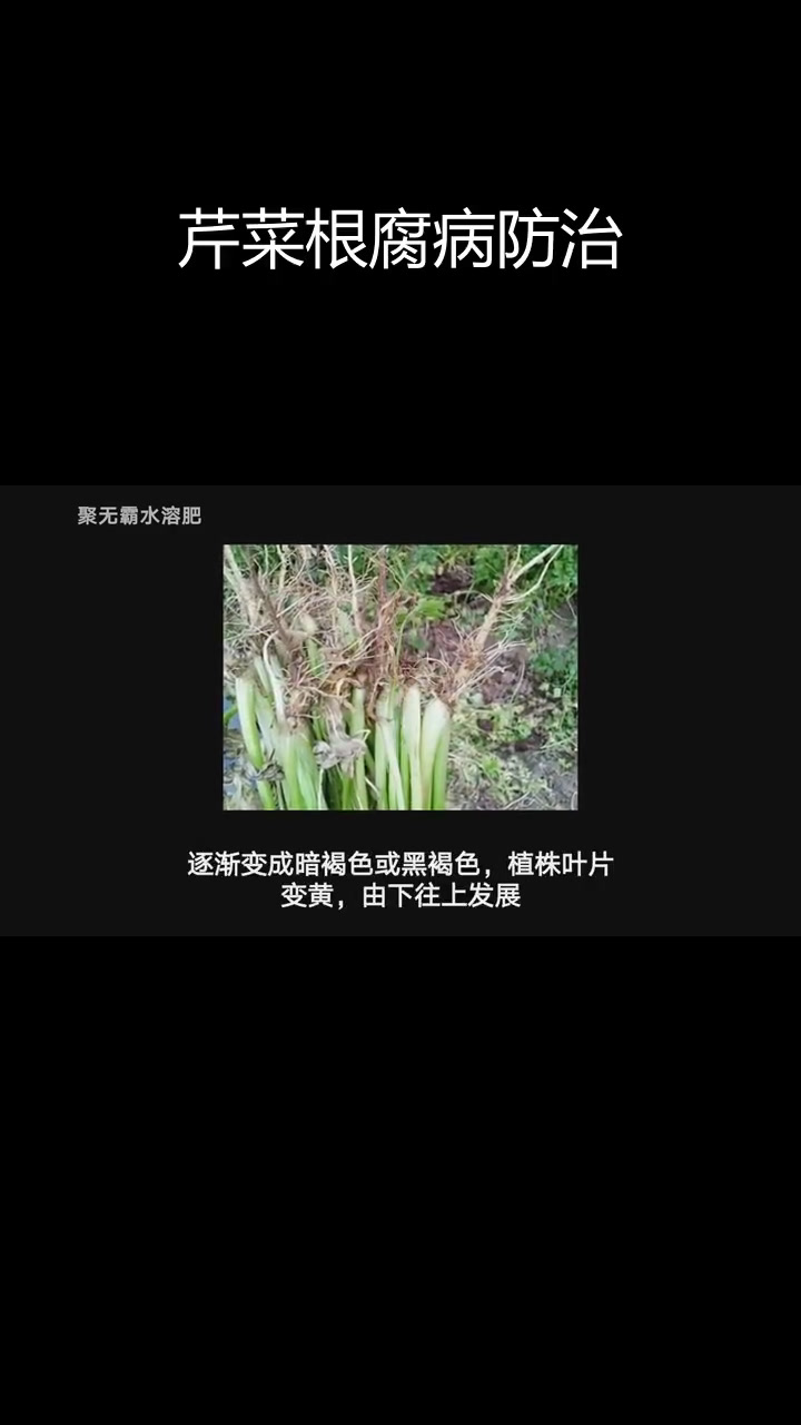 芹菜根腐病防治方法与肥料选择