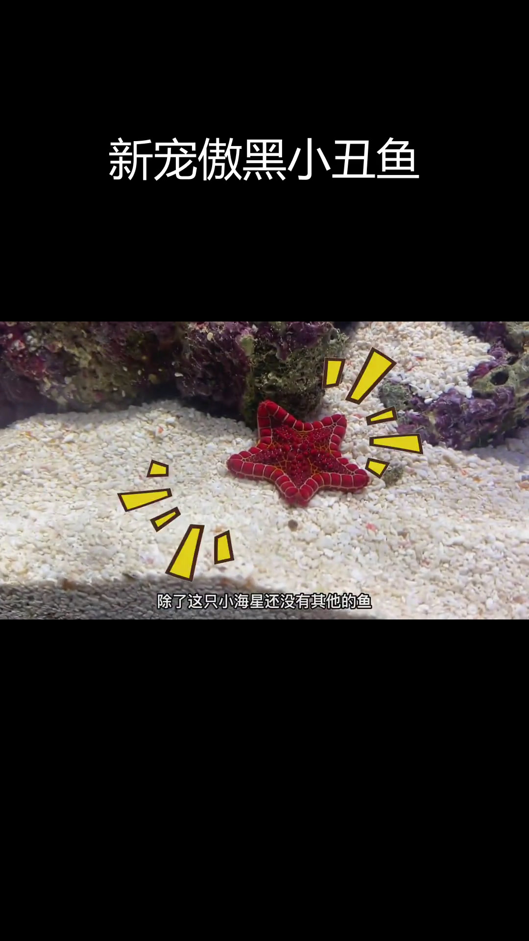 黑白小丑鱼新成员,斑马纹超美