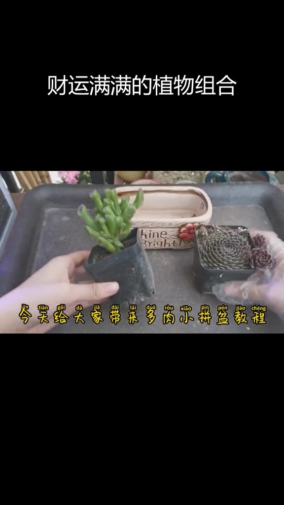 吸财树与紫牡丹拼盆上盆全过程