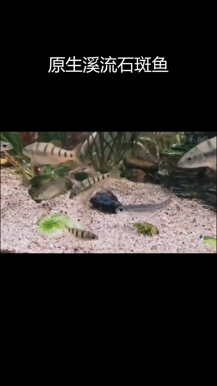 溪流中的美丽石斑鱼:光唇鱼的种类与习性