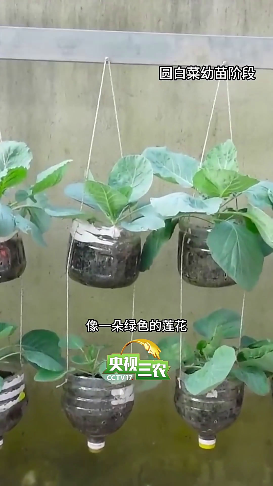 常见的这些蔬菜,其实都属于一个家族!