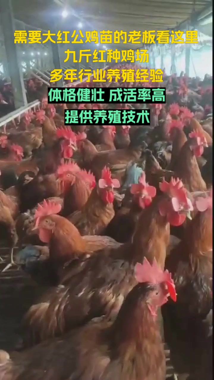 北京大红公鸡苗养殖场
