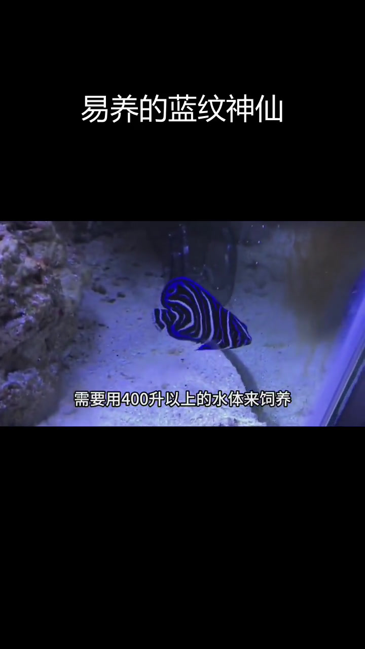 蓝纹神仙鱼:好养的海水观赏鱼