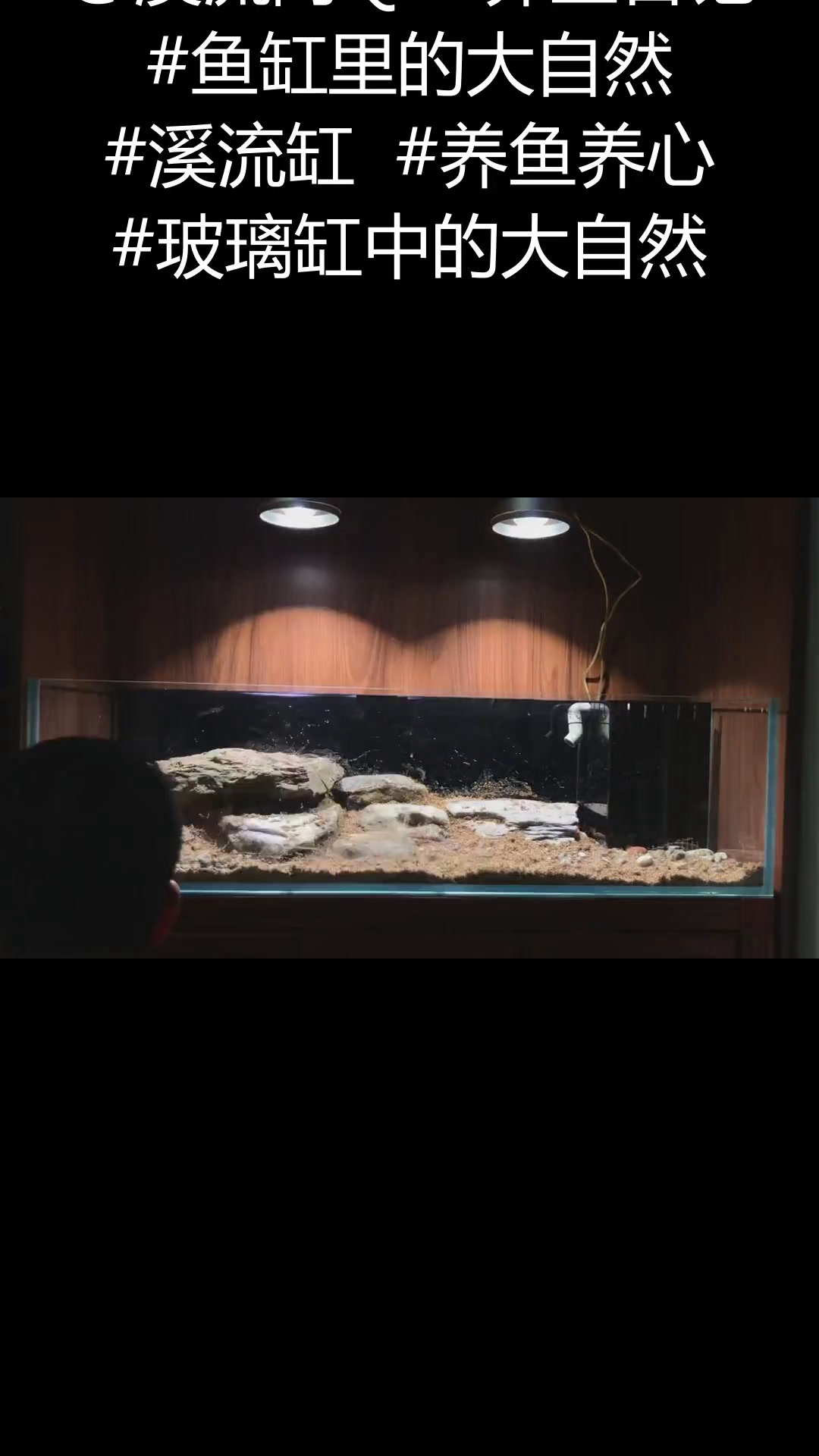 110×40×30虾虎原生造景 @溪流阿Q 养鱼日记 鱼缸里的大自然 溪流缸 养鱼养心 玻
