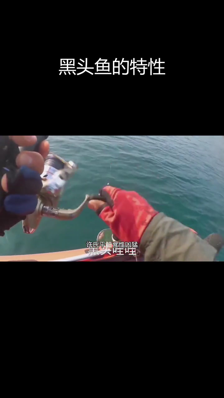 黑头鱼:北方特有石斑,了解其习性
