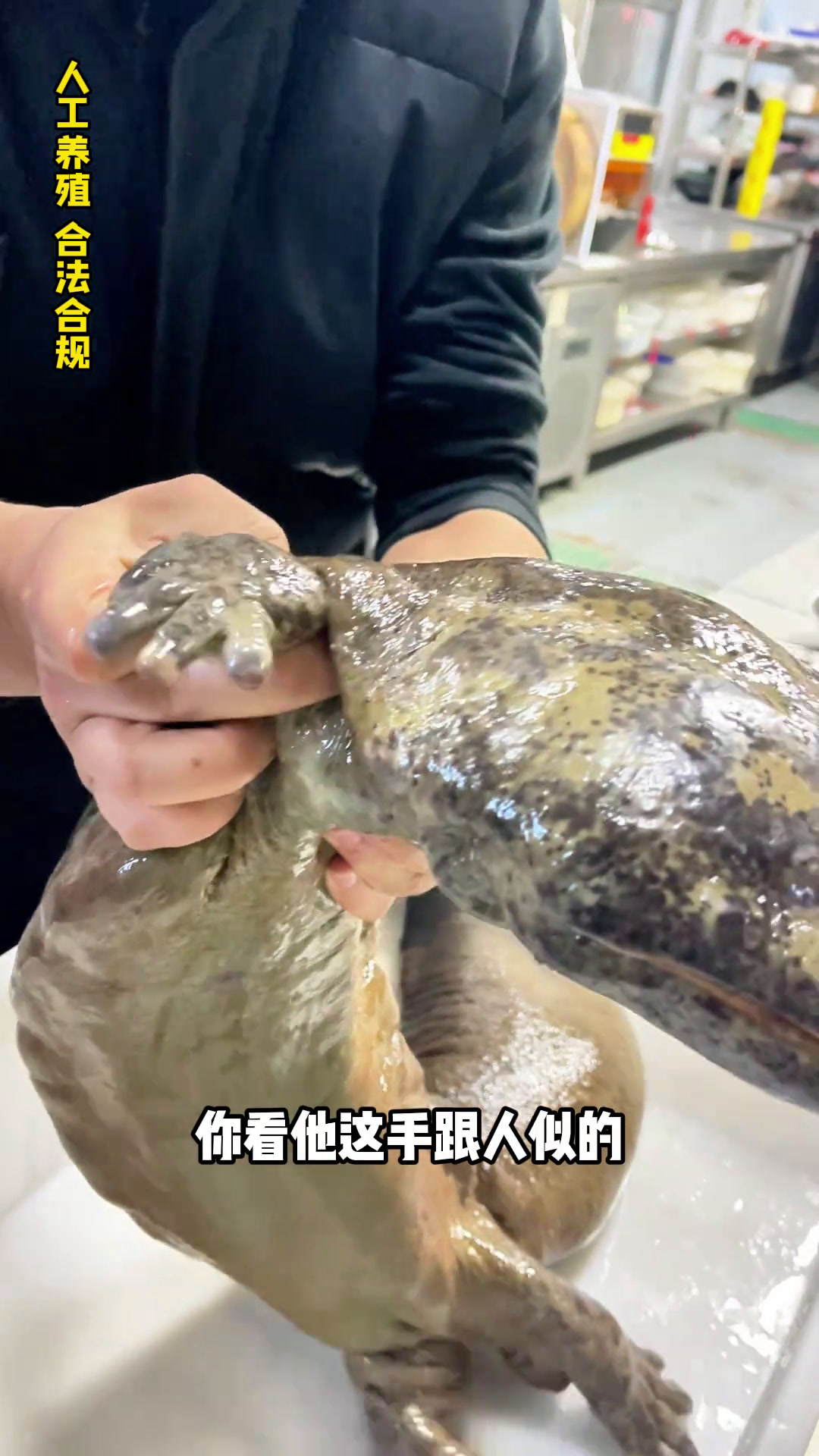 娃娃鱼加工,20多斤全身都是宝呀!一鱼三吃快来一起尝个鲜美食官怀柔娃娃鱼杨晓东