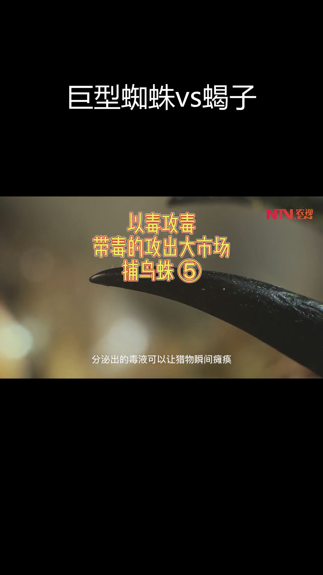亚马逊巨人捕鸟蛛与帝王蝎的较量