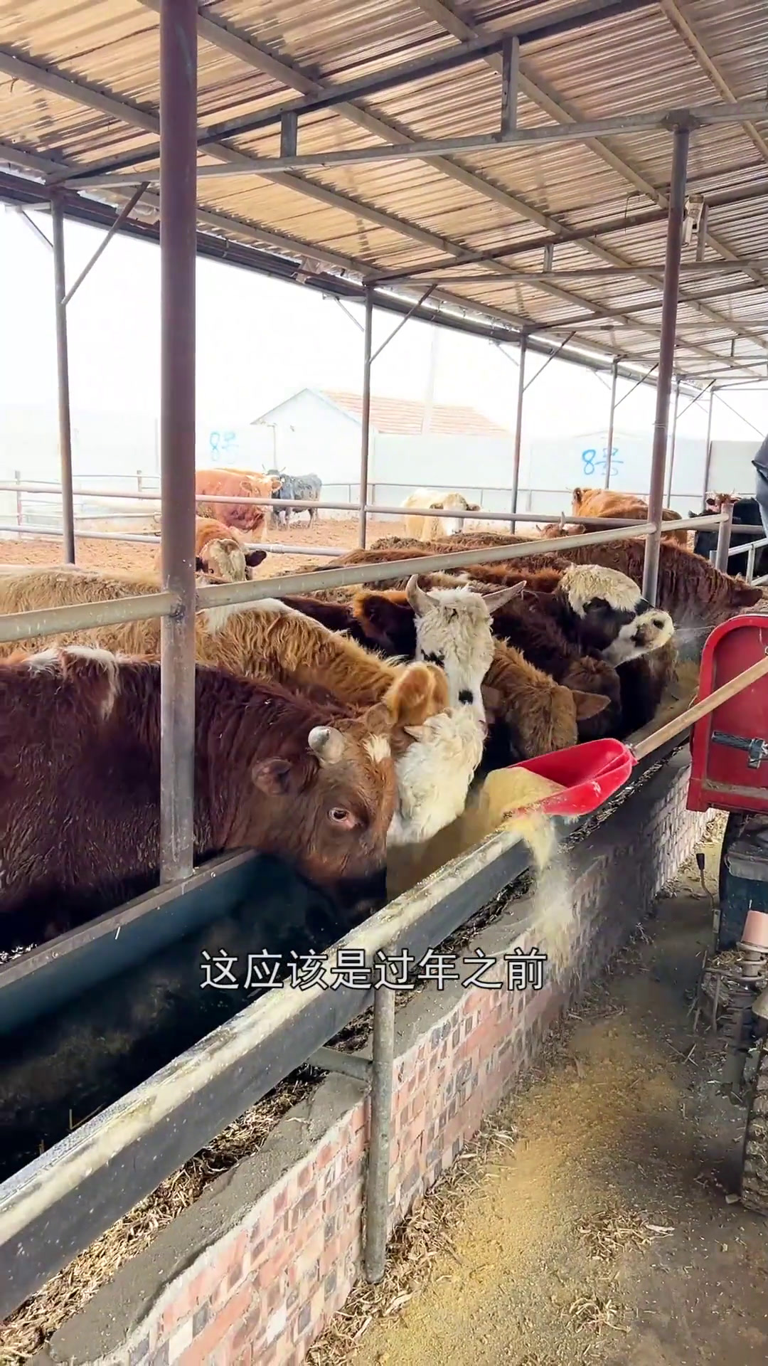 滨州人吃点啥?牛肉丸子牛肉馅,酱卤牛肉很馋人~美食官滨州美食滨州去哪吃年货备起来年货跟我回