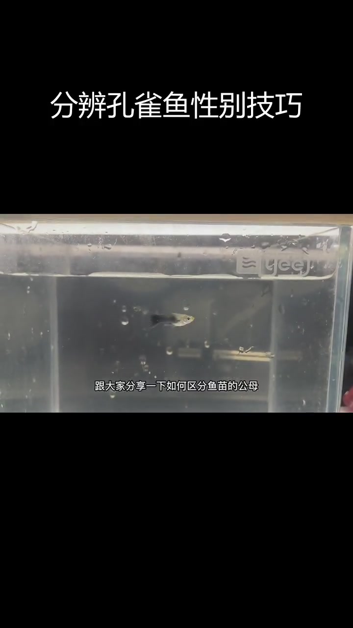 如何区分孔雀鱼公母?分享我的方法